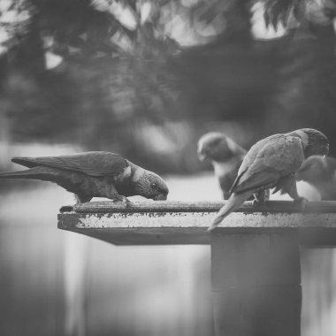 gökkuşağı lorisi