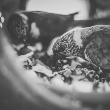 gökkuşağı lorisi