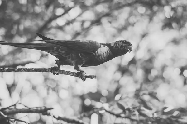 彩虹lorikeet — 图库照片