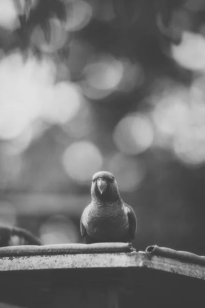 Regenbogenlorikeet — Stockfoto