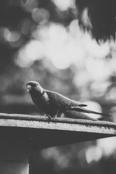 Ουράνιο τόξο lorikeet — Φωτογραφία Αρχείου