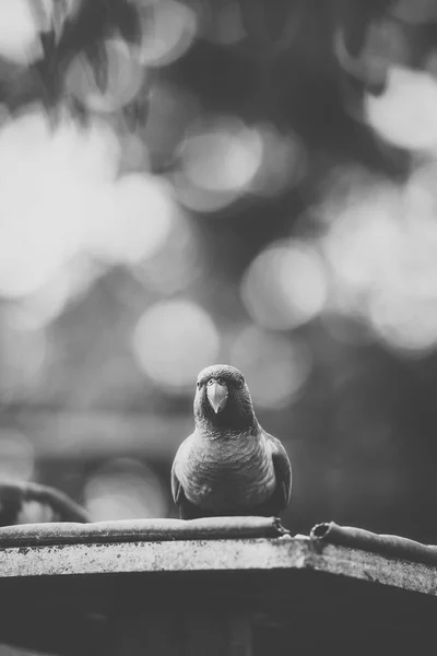 Gökkuşağı lorisi — Stok fotoğraf