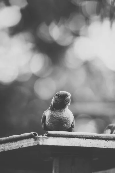 Lorikeet arcobaleno — Foto Stock