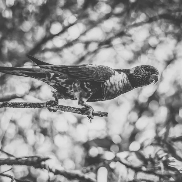 Lorikeet arcobaleno — Foto Stock