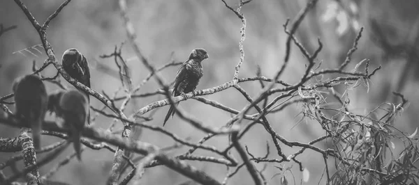 Ουράνιο τόξο lorikeet — Φωτογραφία Αρχείου