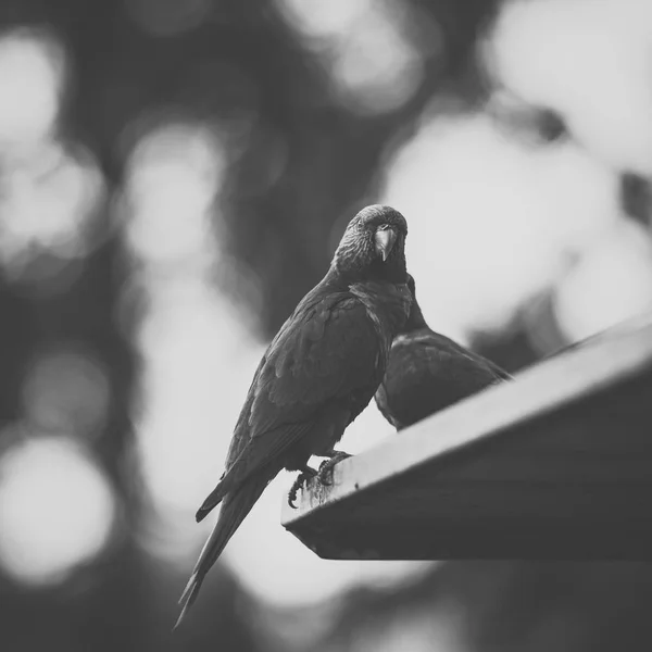 Lorikeet arcobaleno — Foto Stock