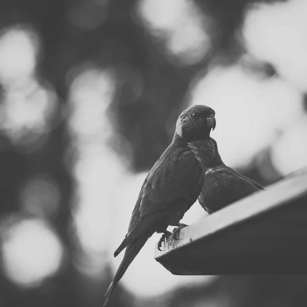 Lorikeet arcobaleno — Foto Stock