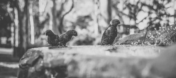 彩虹lorikeet — 图库照片