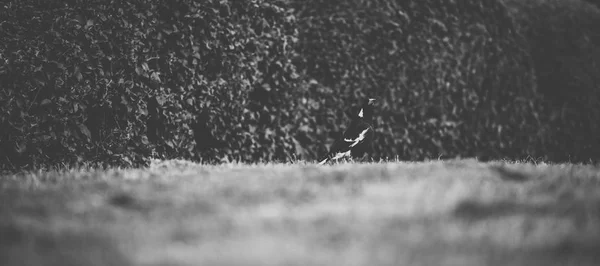 Australian magpie ao ar livre — Fotografia de Stock