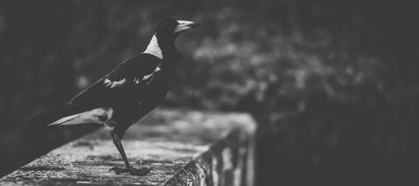 Flétňák australský venku — Stock fotografie