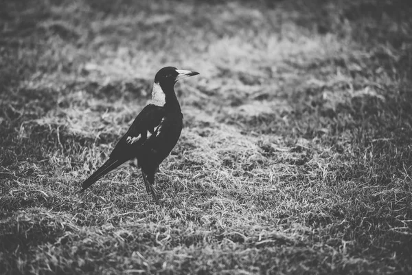 Australian magpie ao ar livre — Fotografia de Stock