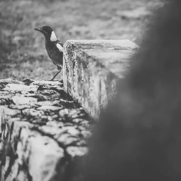 Australian magpie ao ar livre — Fotografia de Stock