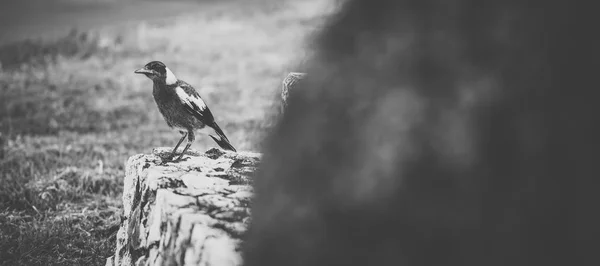 Australian magpie outdoors — Stock Photo, Image