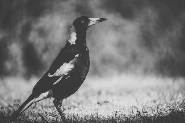 Urraca australiana al aire libre — Foto de Stock