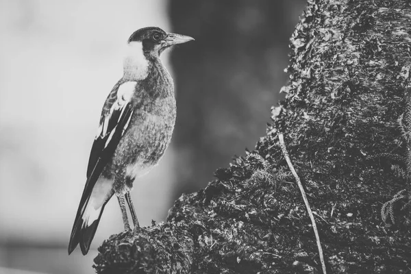 Australische ekster buiten — Stockfoto