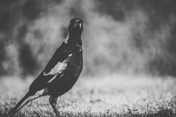 Urraca australiana al aire libre —  Fotos de Stock