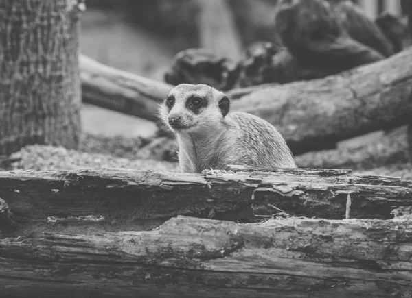 Un suricate qui regarde autour de lui . — Photo