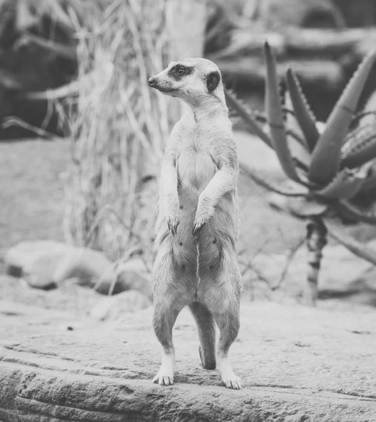 Jeden meerkat rozglądając się. — Zdjęcie stockowe