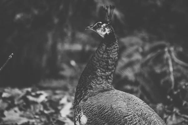 Mooie peacock in overdag buitenshuis. — Stockfoto