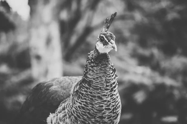 Hermoso pavo real al aire libre durante el día . —  Fotos de Stock