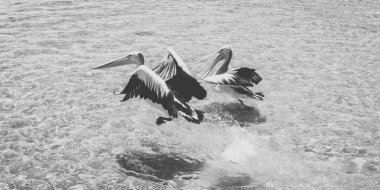 Gün boyunca dışarıda Pelikan