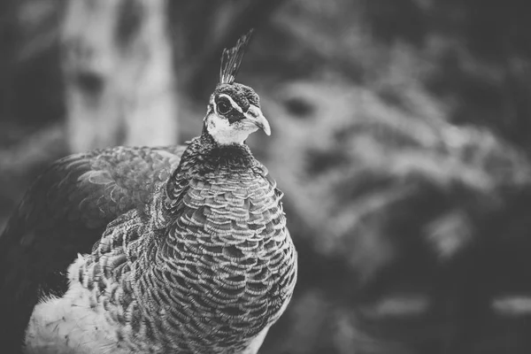 Beautiful peacock outdoors in the daytime. — Stock Photo, Image