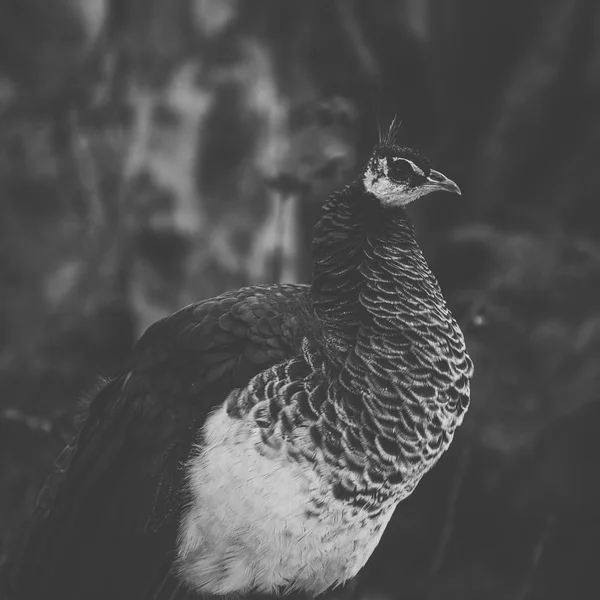 Hermoso pavo real al aire libre durante el día . — Foto de Stock