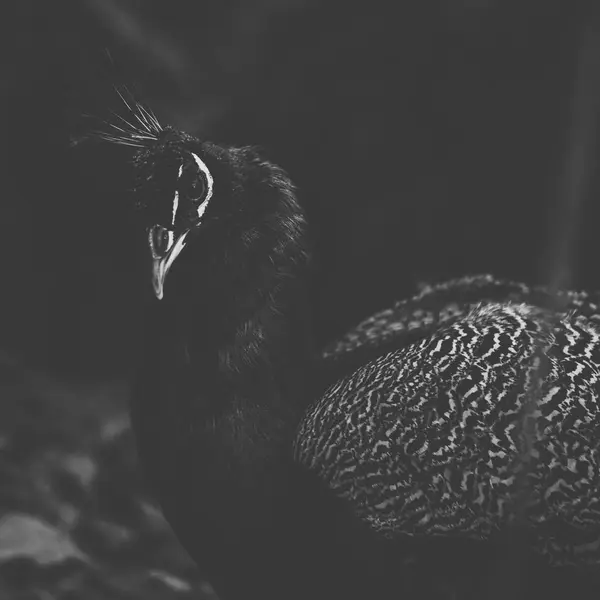 Bellissimo pavone all'aperto durante il giorno . — Foto Stock