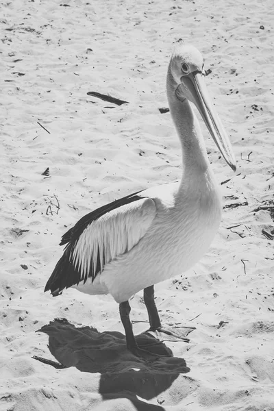 Pelican outside during the day — Stock Photo, Image
