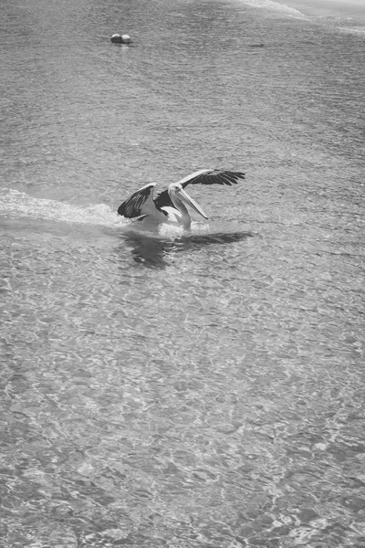 Pelican outside during the day — Stock Photo, Image