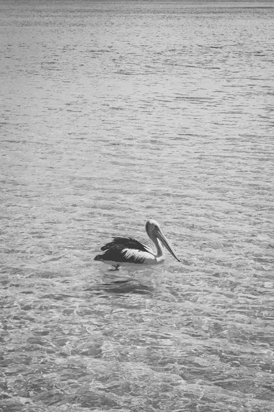 Pelikan tagsüber draußen — Stockfoto