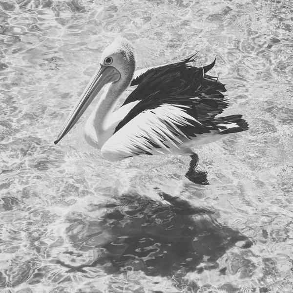 Pelican dehors pendant la journée — Photo