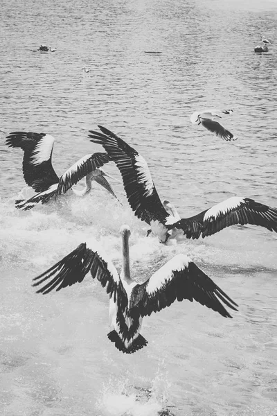 Pelican dehors pendant la journée — Photo