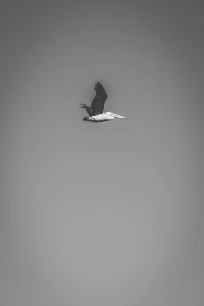 Pelican fuori durante il giorno — Foto Stock