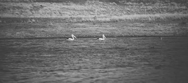 Pelican dehors pendant la journée — Photo