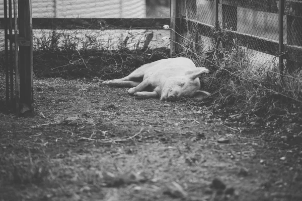 Свиня на фермі . — стокове фото