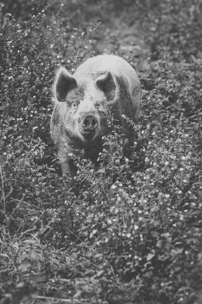 Schwein auf dem Bauernhof. — Stockfoto