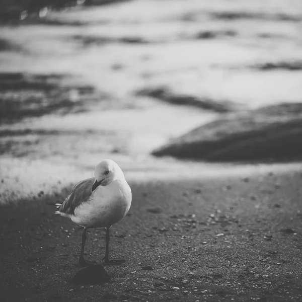 Чайка на пляжі . — стокове фото