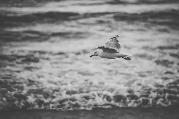 Mås på stranden. — Stockfoto