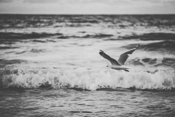 Gaivota na praia. — Fotografia de Stock