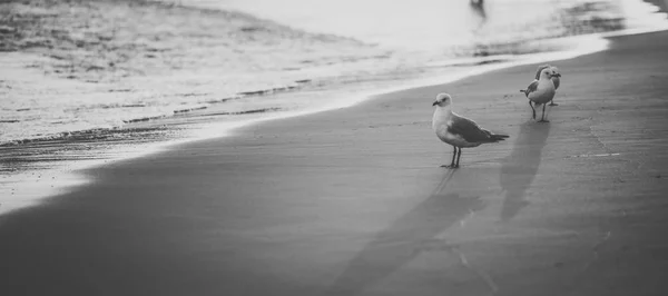 Чайка на пляже. — стоковое фото