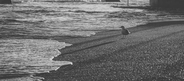 Seagull on the beach. — Stock Photo, Image