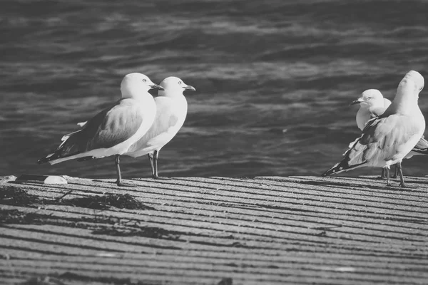 Mouette sur la plage. — Photo