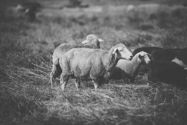 Schapen op de boerderij tijdens de dag. — Stockfoto