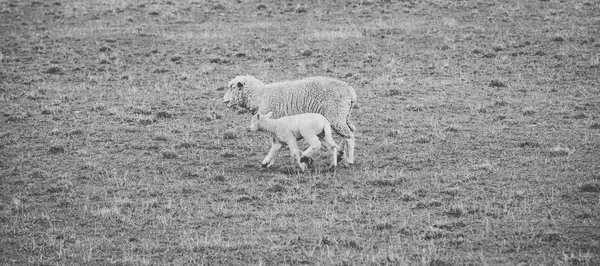 Schapen op de boerderij tijdens de dag. — Stockfoto