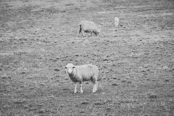 Tagsüber Schafe auf dem Hof. — Stockfoto