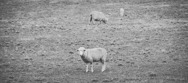 Ovelhas na fazenda durante o dia . — Fotografia de Stock