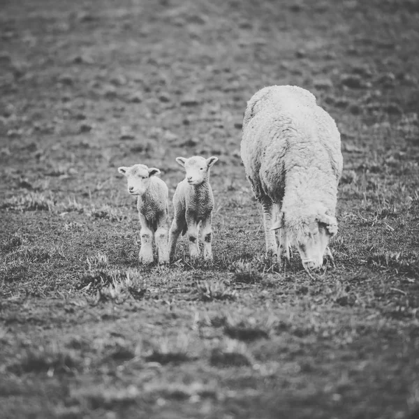 Moutons à la ferme pendant la journée . — Photo