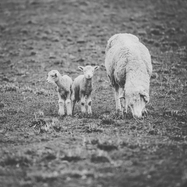 Moutons à la ferme pendant la journée . — Photo