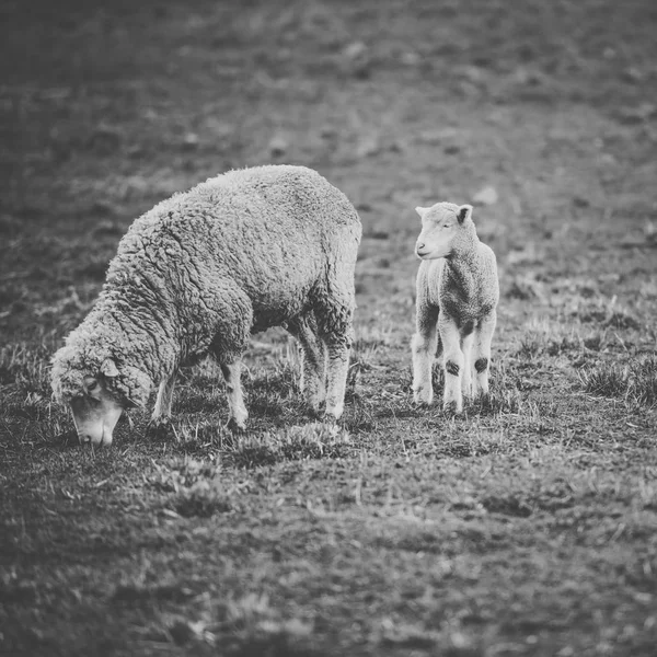 Moutons à la ferme pendant la journée . — Photo